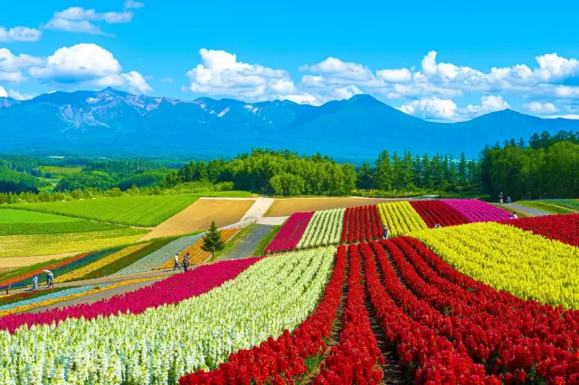 The best places to see flowers and enjoy spring in Asia