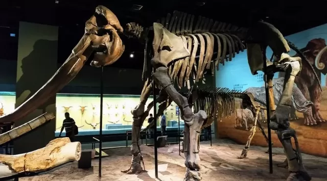 Descubre los 6 Museos de Historia Natural de Asia que no te puedes perder