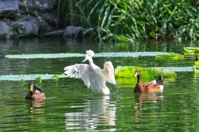 Un viaje a través de los parques y jardines Imperiales que debes conocer en Beijing